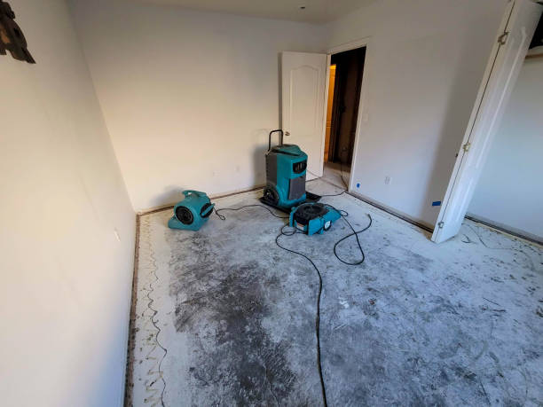 Best Professional water damage repair  in Tierra Verde, FL