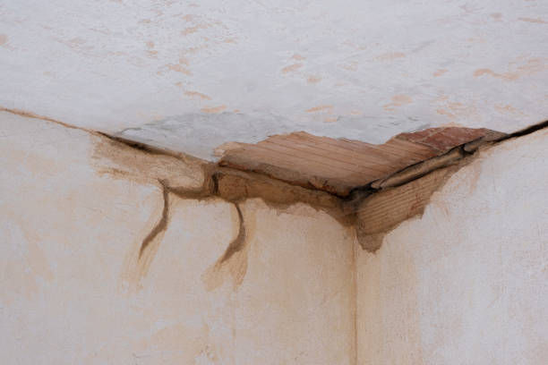 Best Professional water damage repair  in Tierra Verde, FL