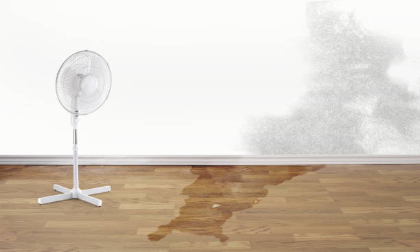 Best Basement water damage restoration  in Tierra Verde, FL